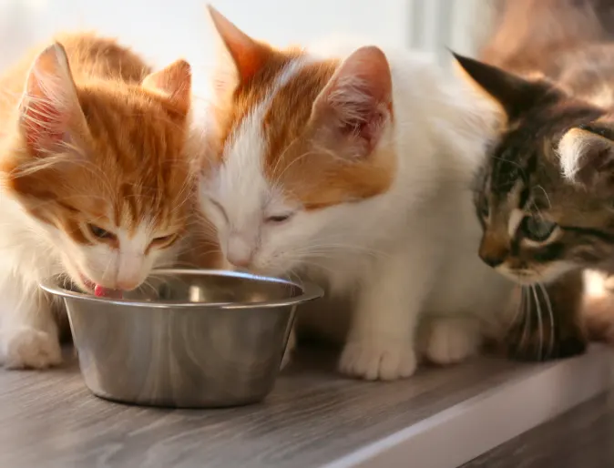 Cat eating cat food out of bowl